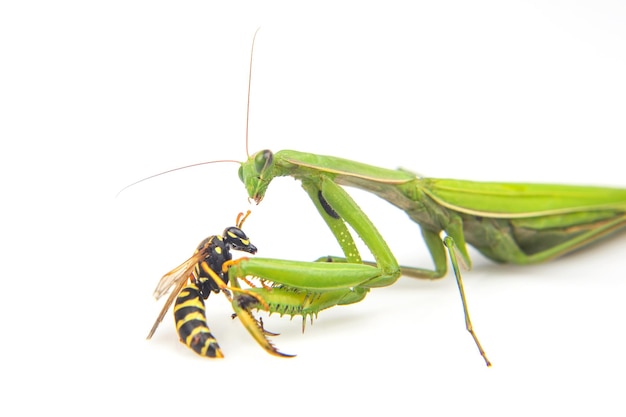 Gottesanbeterin kämpft gegen eine Wespe Closeup auf weißem Hintergrund Jagd in der Welt der Insekten Beute für den Verzehr von Insekten