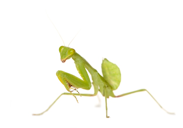 Gottesanbeterin - Mantis religiosa isoliert