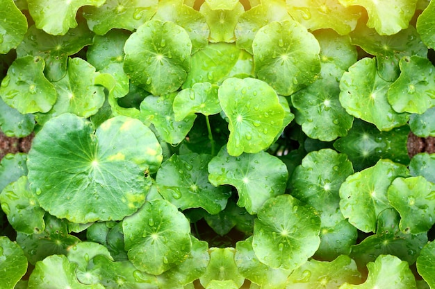 Gotu Kola, asiatisches Pennywort, Centella asiatica, grüne Blätter