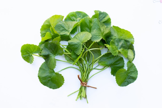 Gotu Kola, asiatisches Pennywort oder indisches Pennywort auf weißer Wand.