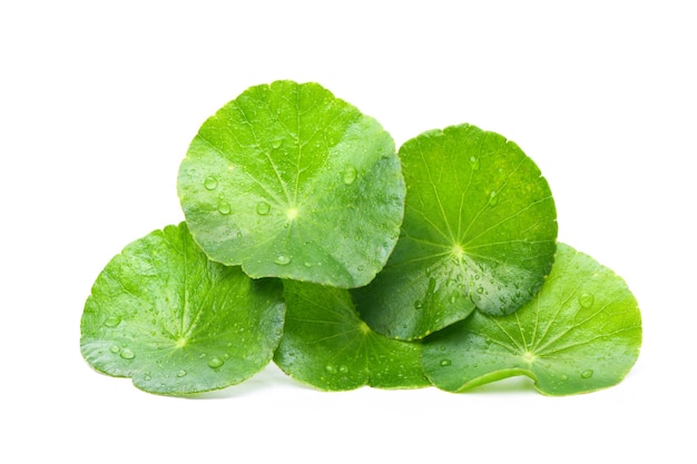 Gotu Kola Blätter mit Wassertröpfchen auf weißem Hintergrund.