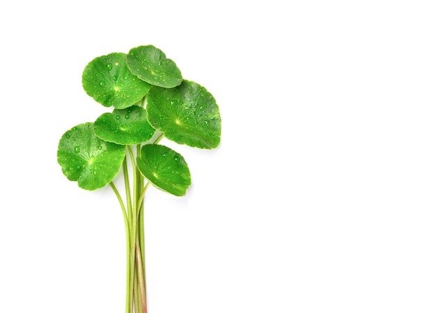 Gotu Kola Blätter mit Wassertropfen