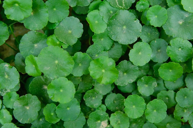 Gotu kola, Centella asiática, centavo asiático, indio pennywort hoja verde de fondo