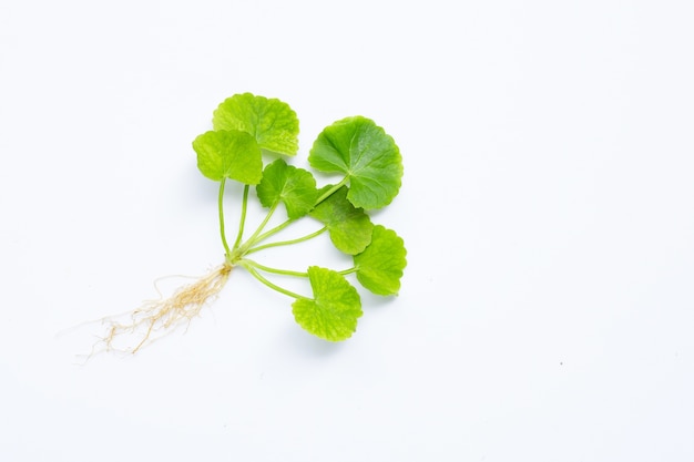 Gotu kola, pennywort asiática ou pennywort indiana em branco.