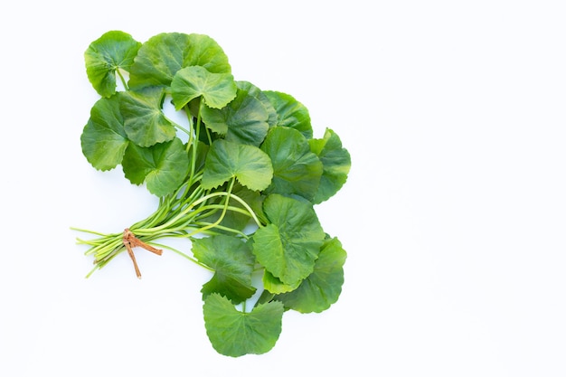 Gotu kola pennywort asiática