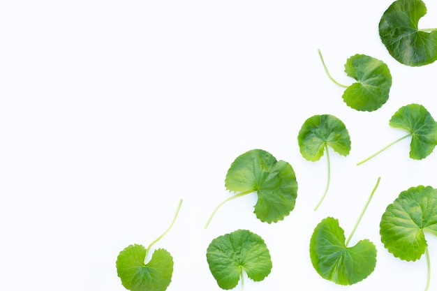 Gotu kola, pennywort asiático o pennywort indio sobre blanco