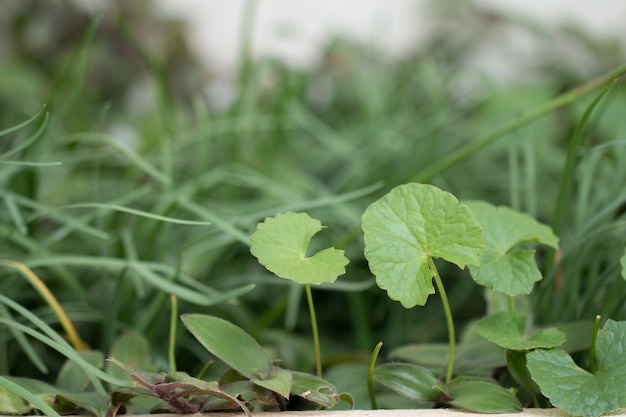 Gotu kola se va.