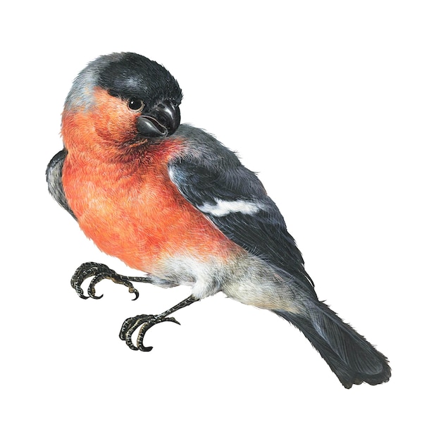 Goudvink Eurasiático Bullfinch transparente png