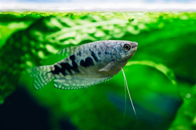 Gourami algas no aquário. Peixe azul.