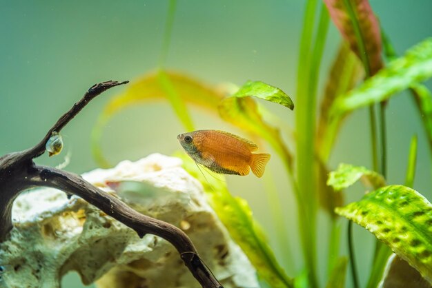 Gourami de mel trichogaster chuna peixe de aquário tropical em aquário de peixes peixe macho colorido