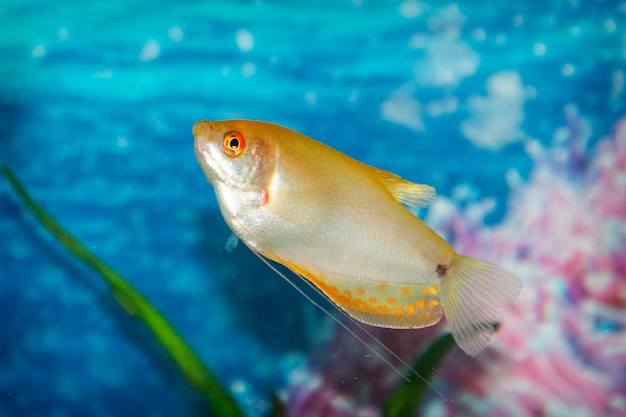 Foto gourami dourado comum trichogaster trichopterus