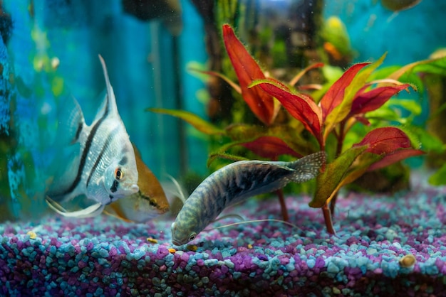 Foto gourami opalino e peixe anjo prateado alimentando peixes tropicais em um aquário doméstico