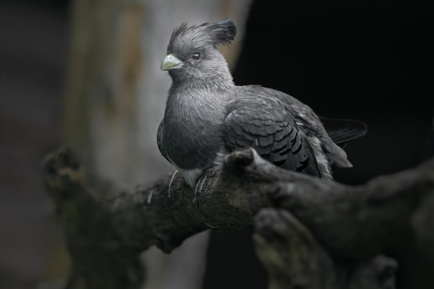 Gowaybird de vientre blanco