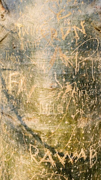 Grabado garabateado en el tronco del árbol