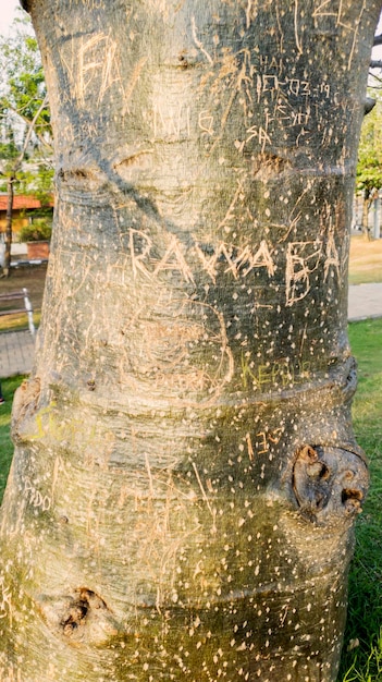 Grabado de símbolo romántico en tronco de baobab
