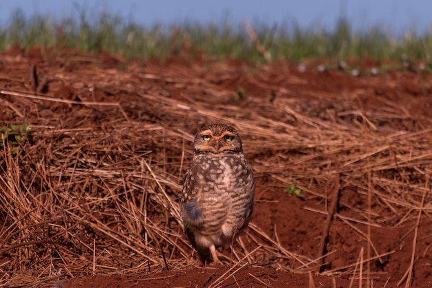 Foto grabeule in einer schlucht in brasilien athene cunicularia