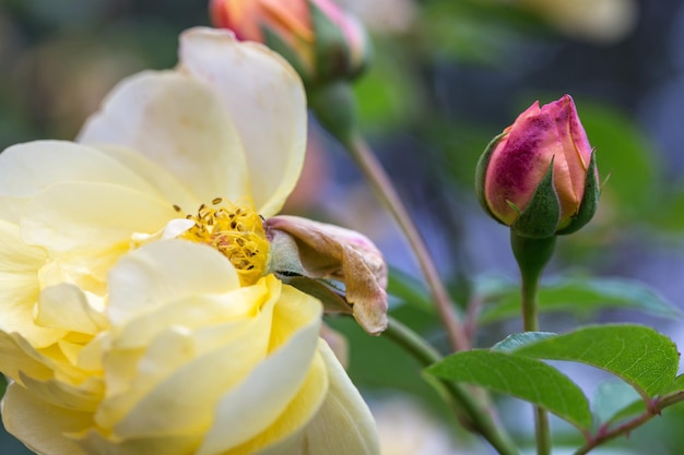 Graciosa dispara rosas amarelas com botões e flores desbotadas contra um jardim verde escuro