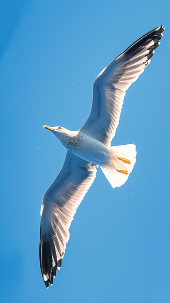 Graciosa gaviota en vuelo contra el telón de fondo del cielo azul Vertical Mobile Wallpaper