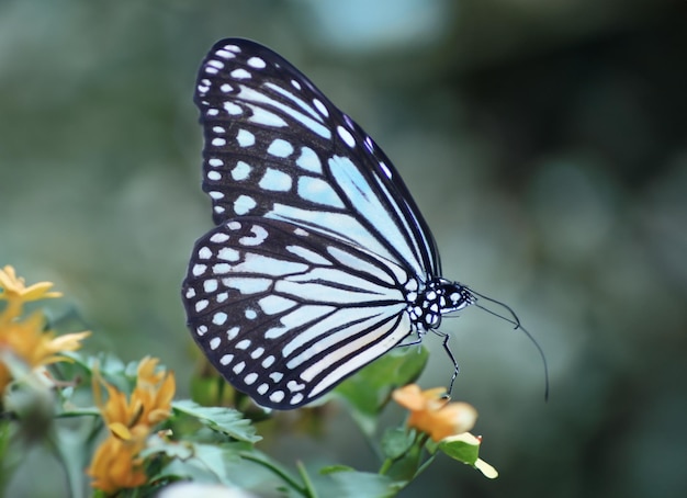 Graciosa mariposa sobre fondo blanco.