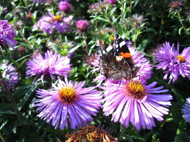 La graciosa mariposa de Vanessa Atalanta en la flor