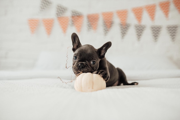 Gracioso adorable lindo cachorro de bulldog francés azul con calabaza blanca en la fiesta de Halloween