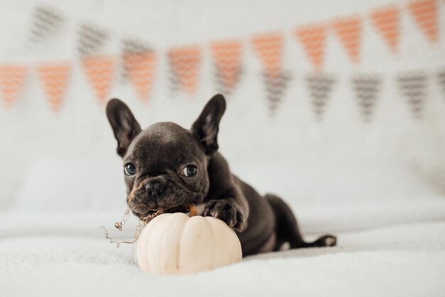 Gracioso adorable lindo cachorro de bulldog francés azul con calabaza blanca en la fiesta de Halloween