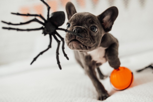 Foto gracioso adorable lindo cachorro de bulldog francés azul con calabaza de juguete jack y arañas en la fiesta de halloween