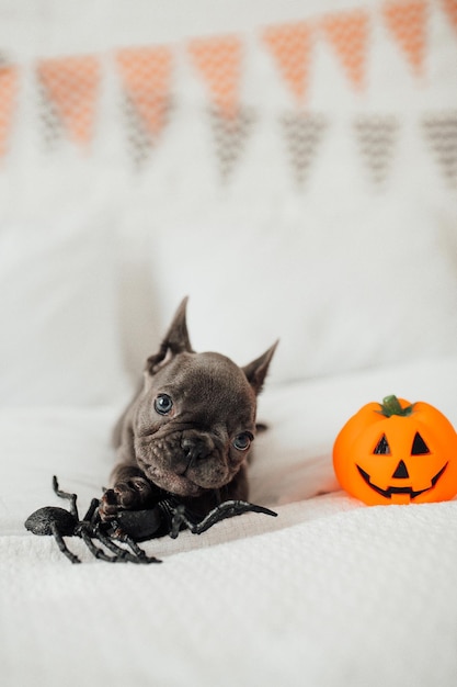 Gracioso adorable lindo cachorro de bulldog francés azul con calabaza de juguete Jack y arañas en la fiesta de Halloween