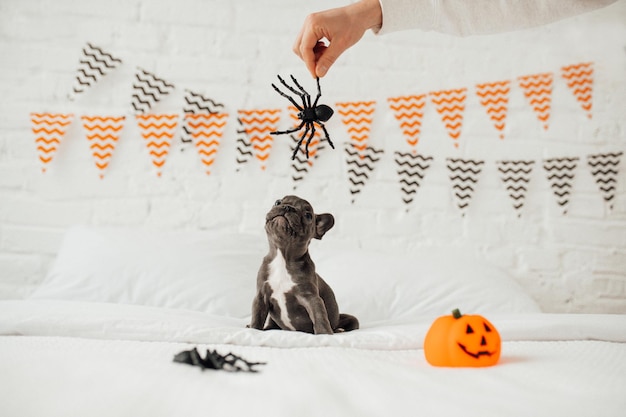 Gracioso adorable lindo cachorro de bulldog francés azul con calabaza de juguete Jack y arañas en la fiesta de Halloween