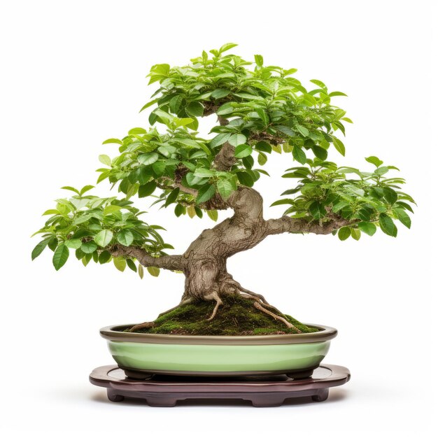 Gracioso árbol de bonsai en una olla verde autenticidad y artesanía de precisión