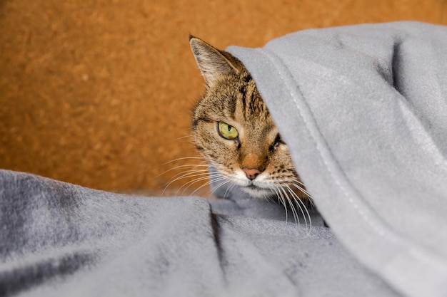 Gracioso y arrogante gato atigrado doméstico acostado en el sofá bajo un gatito interior a cuadros descansando en casa