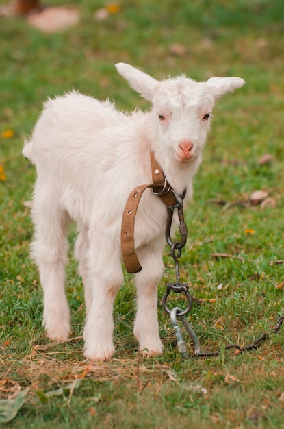 Gracioso bebé blanco de cabra sobre la verde hierba