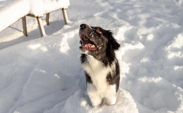 Gracioso border collie en la nieve mirando hacia arriba