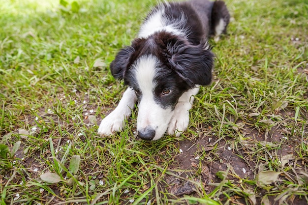 Gracioso cachorro al aire libre border collie acostado sobre el fondo de la hierba nuevo miembro encantador de la familia little