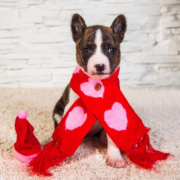 Gracioso cachorro Basenji en bufanda con corazones sobre fondo blanco. Invierno