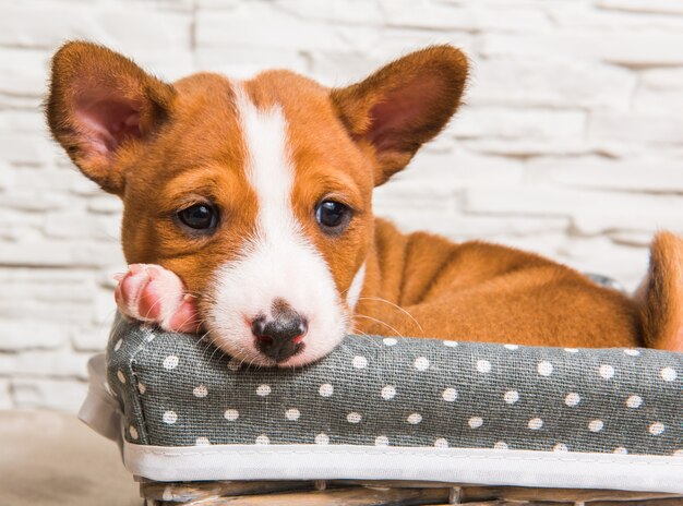 Gracioso cachorro Basenji rojo en la cesta