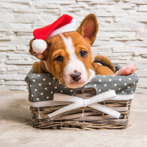 Gracioso cachorro Basenji rojo con gorro de Papá Noel en Navidad y Año Nuevo en la cesta