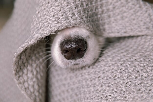 Gracioso cachorro border collie acostado en el sofá bajo una cálida bufanda tejida en el interior de la nariz del perro sobresale fr