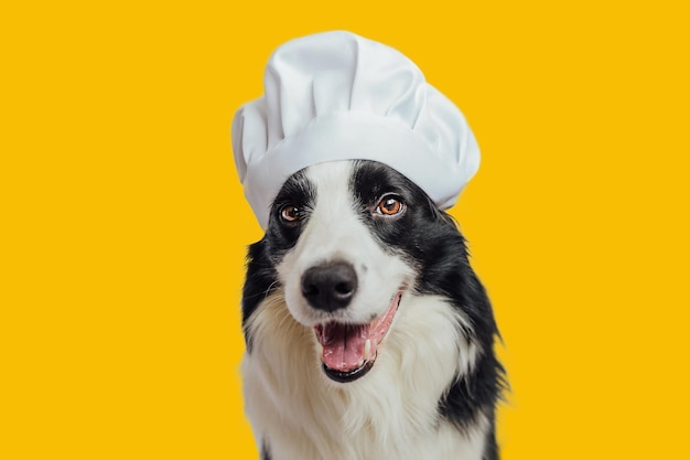 Gracioso cachorro border collie en sombrero de cocina de chef aislado sobre fondo amarillo Perro chef cocinando la cena Concepto de menú de restaurante de comida casera Proceso de cocción