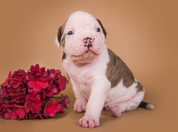 Gracioso cachorro de bulldog americano atigrado pequeño está sentado en un espacio marrón claro con flores de otoño.