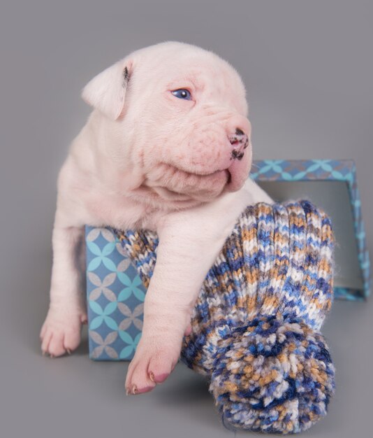 Gracioso cachorro de bulldog americano blanco pequeño está bostezando en un paisaje gris