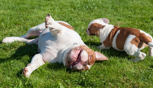 Gracioso cachorro de bulldog americano con madre