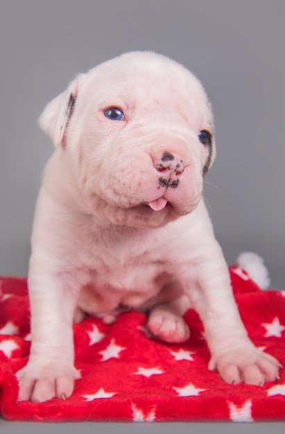 Gracioso cachorro de bulldog americano pequeño está sentado en rojo gris con estrellas blancas