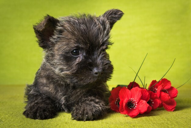 Gracioso cachorro de Cairn Terrier atigrado está sentado en una caja con amapolas rojas flores en la pared verde