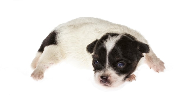 Gracioso cachorro chihuahua posa sobre un fondo blanco