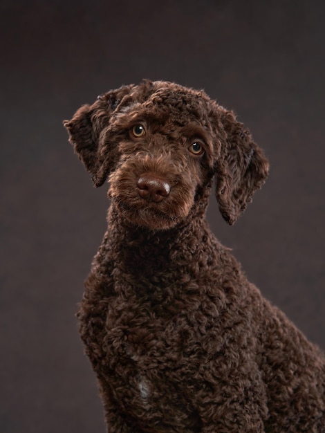 Gracioso cachorro de perro de agua español sobre un fondo beige Retrato de una mascota en un estudio fotográfico