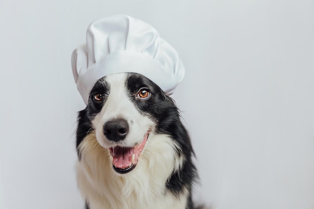 Gracioso cachorro de perro border collie en sombrero de chef de cocina aislado sobre fondo blanco chef perro cocinando dinn