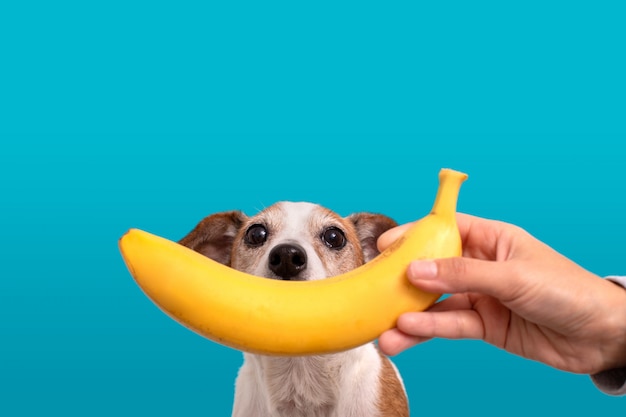 Gracioso cachorro con plátano cerca de chaparreras