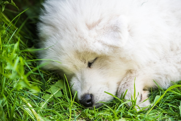 Gracioso cachorro Samoyedo está durmiendo en el jardín sobre la hierba verde
