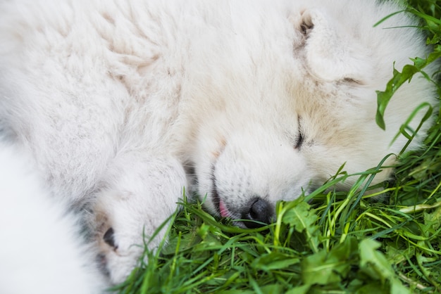 Gracioso cachorro samoyedo está durmiendo en el jardín